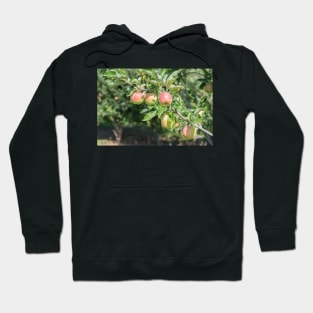 Okanagan Valley Apples and Summer Sunshine Hoodie